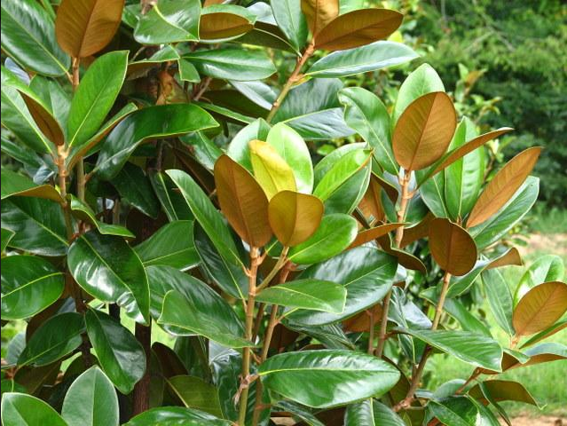 Green Giant Southern Magnolia
