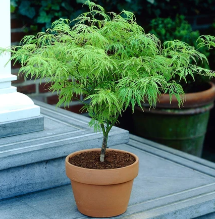 Weeping Green Japanese Maple