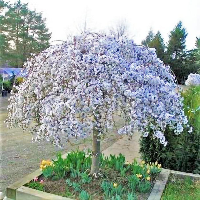 Snow Fountain Weeping Cherry