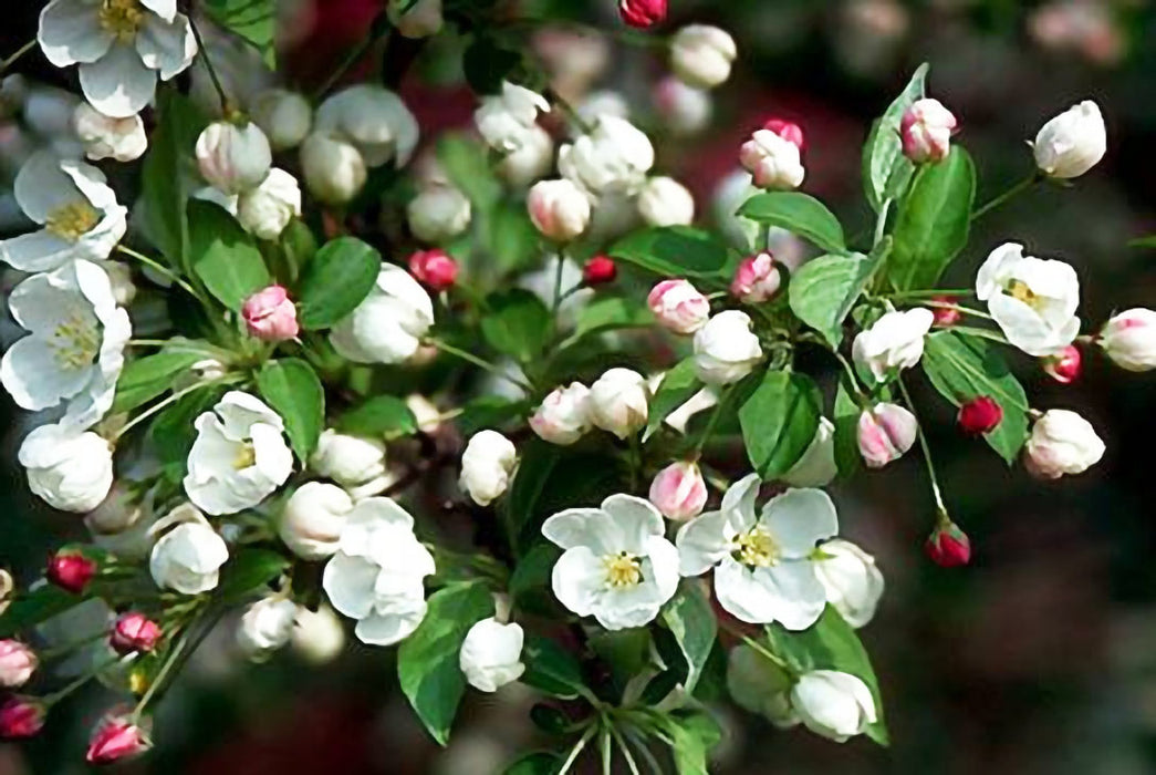 Snowdrift Tree Snowdrift Crabapple — Affordable Trees