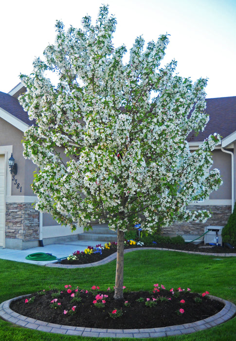 Spring Snow Crabapple