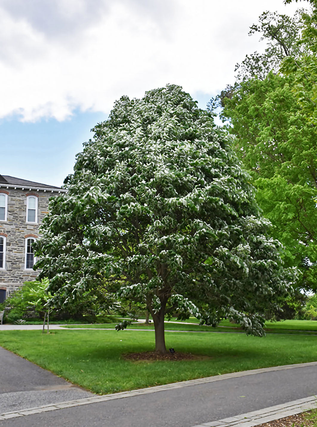 Sterling Silver Linden — Affordable Trees
