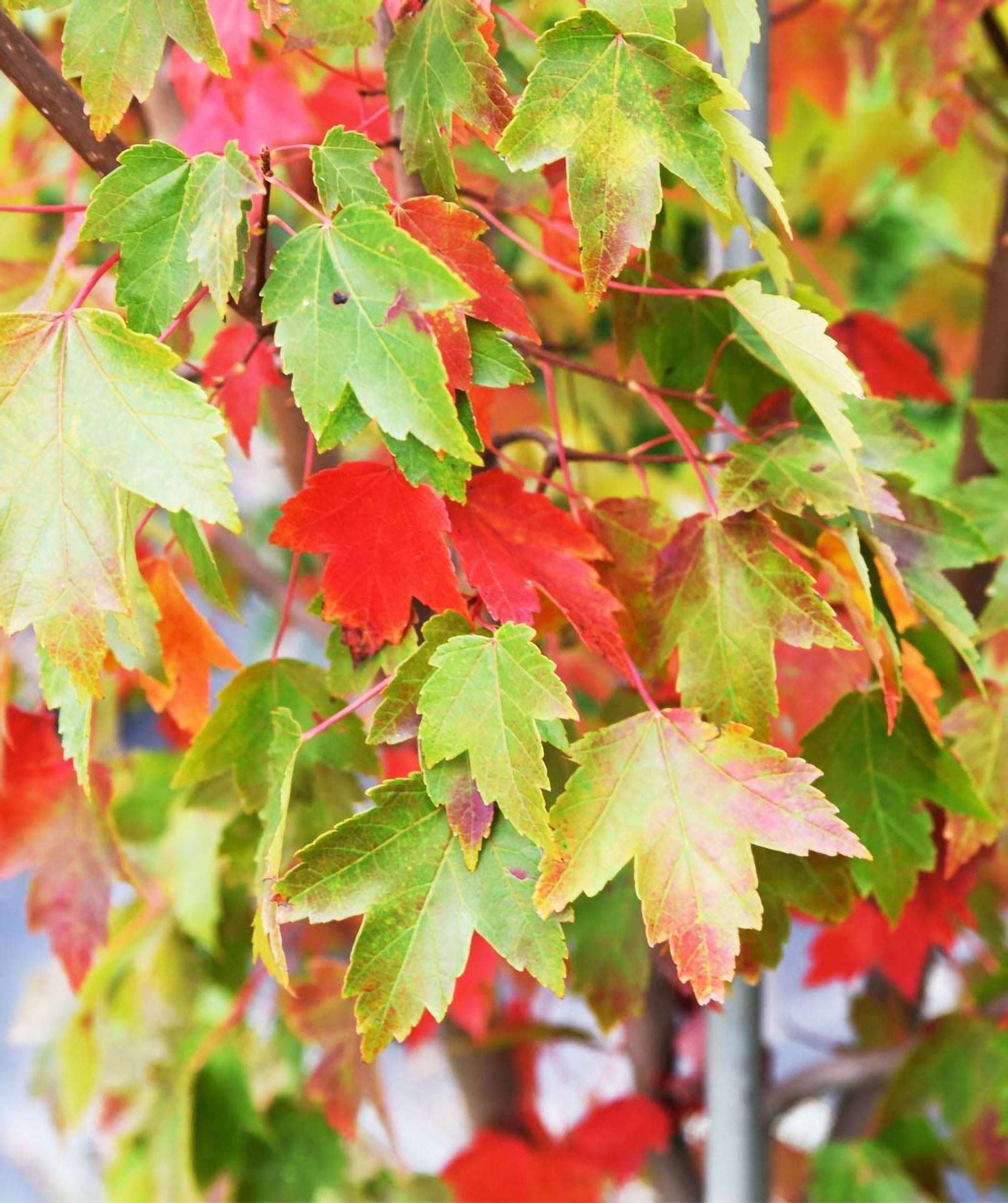 Sun Valley Maple — Affordable Trees