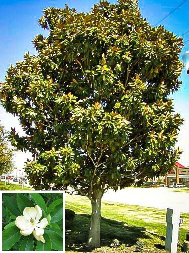 Sweet Bay Magnolia — Affordable Trees