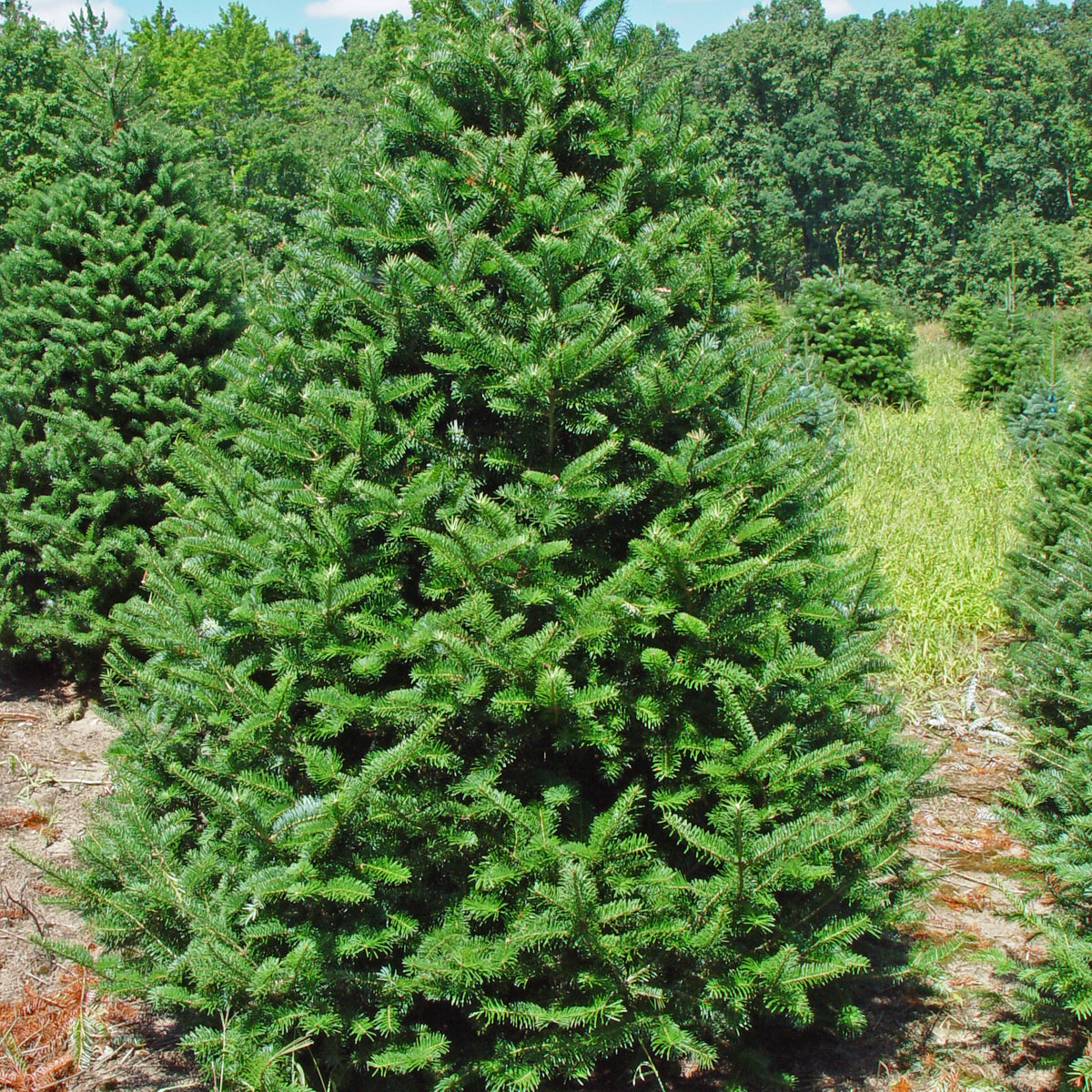 Canaan Fir — Affordable Trees