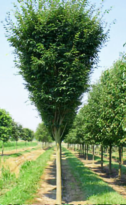 Green Vase Zelkova