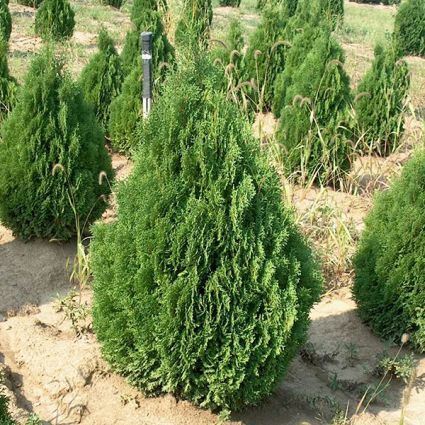 Holmstrup Arborvitae