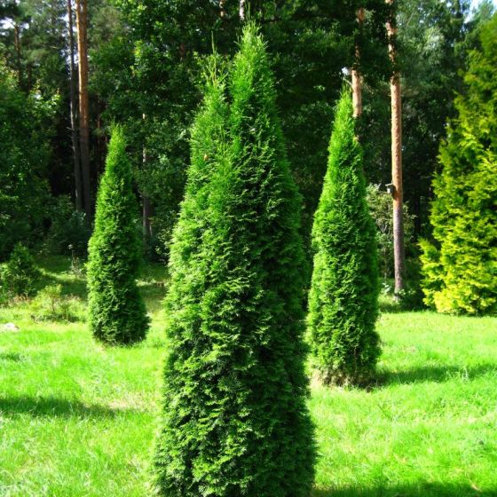 Pyramidal Arborvitae — Affordable Trees