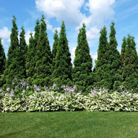 Pyramidal Arborvitae — Affordable Trees