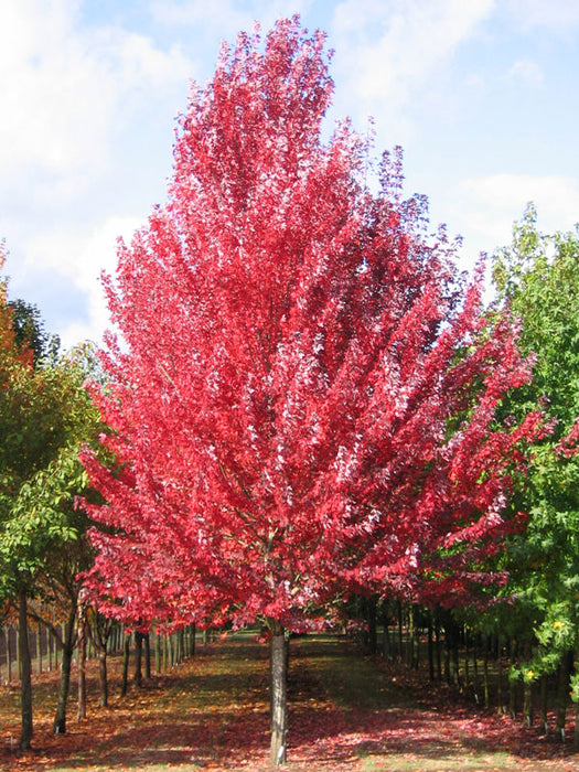 Redpointe Maple