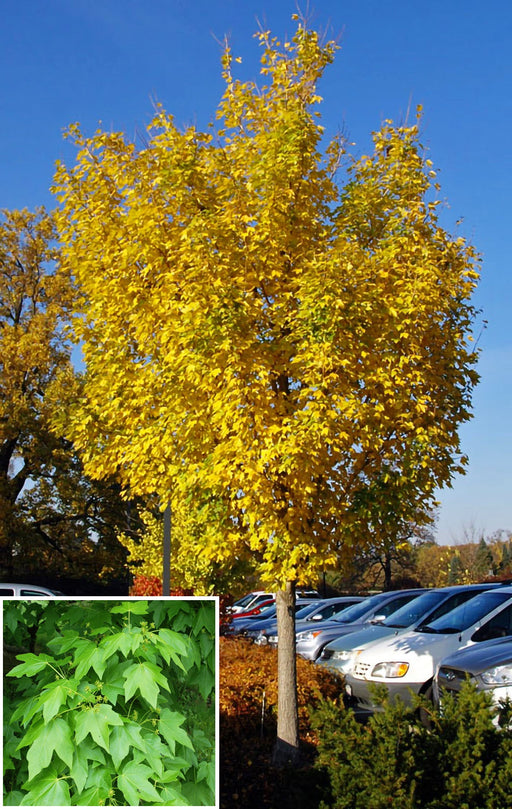 State St Maple State Street Maple — Affordable Trees